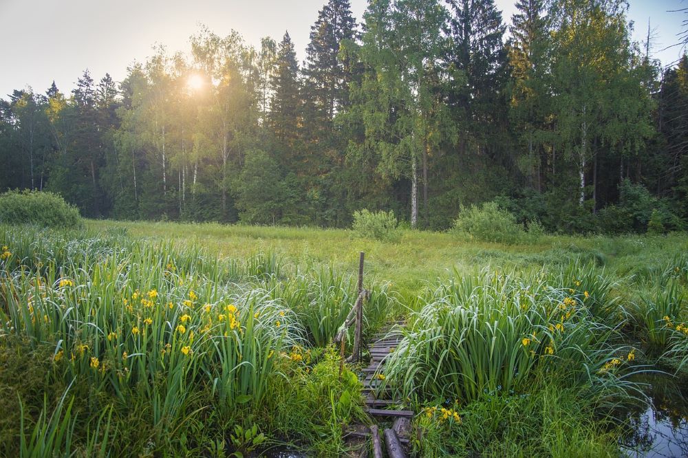Chorzów jednym z najbardziej zielonych miast w Polsce!