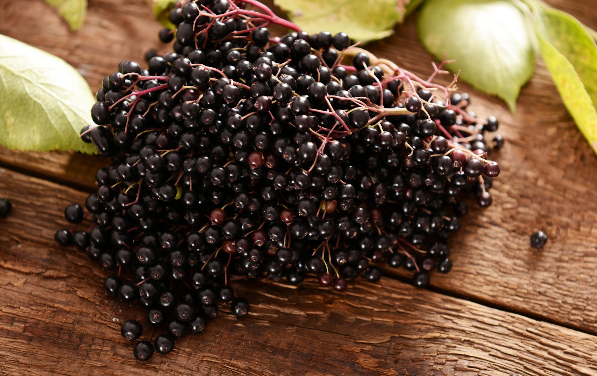 Czarny bez - syropy i soki z czarnego bzu. Stosowany w staropolskiej medycynie