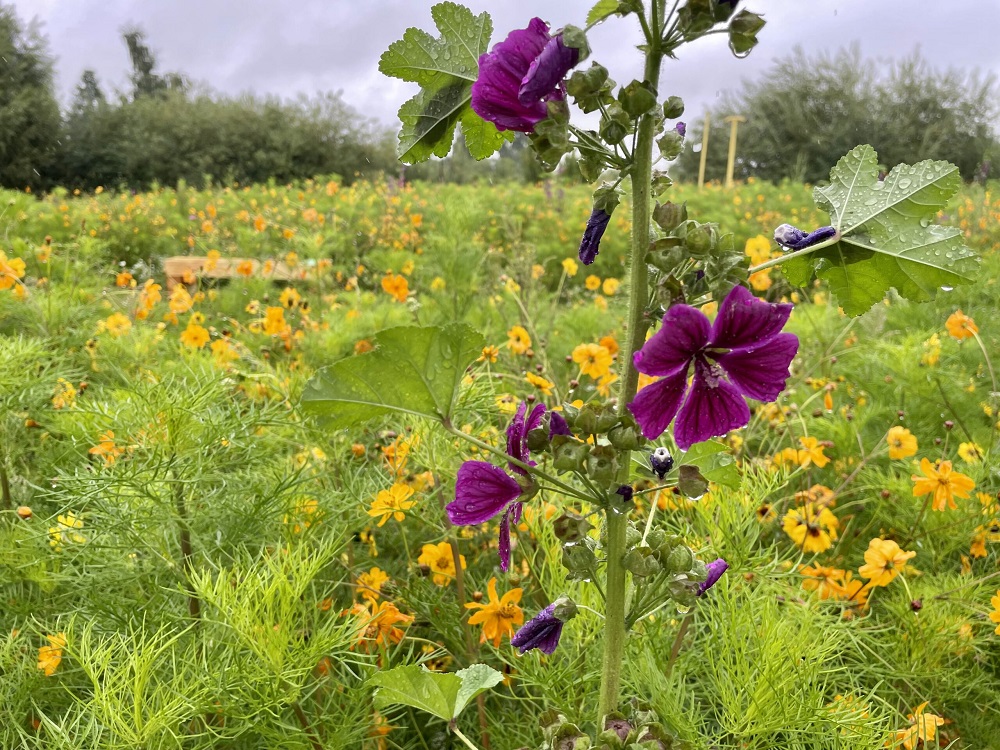 Przy osiedlu Kopernika powstała Łąka Łomży