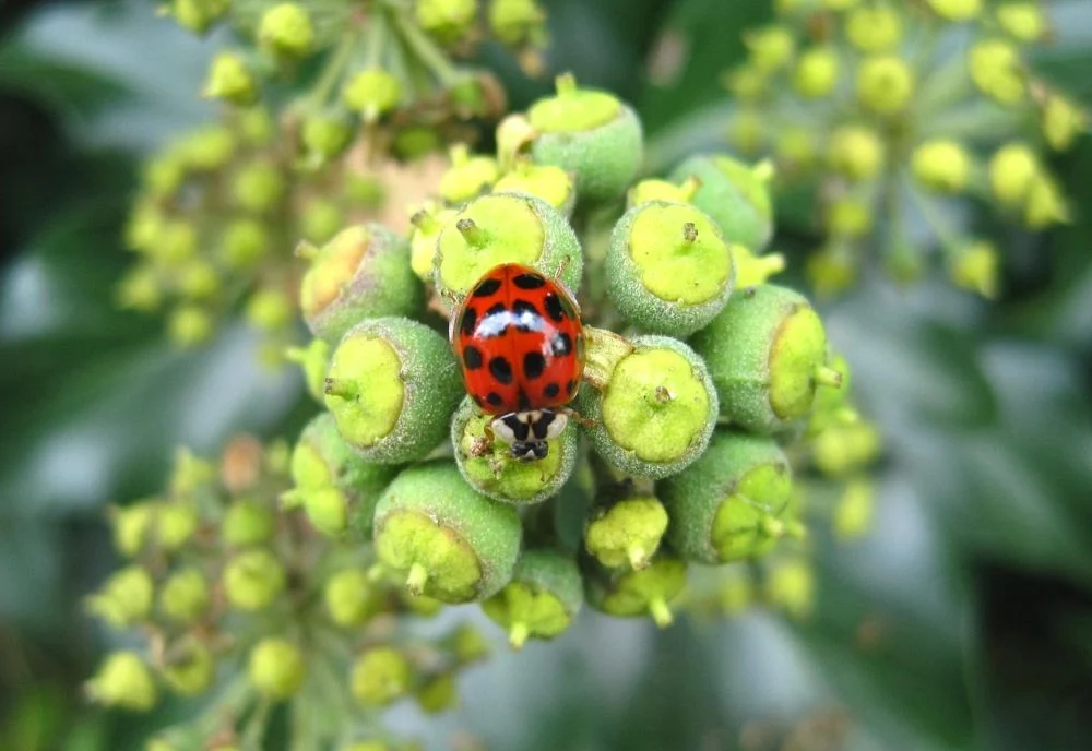 Plaga biedronek azjatyckich w domach na Śląsku! Czy są groźne?