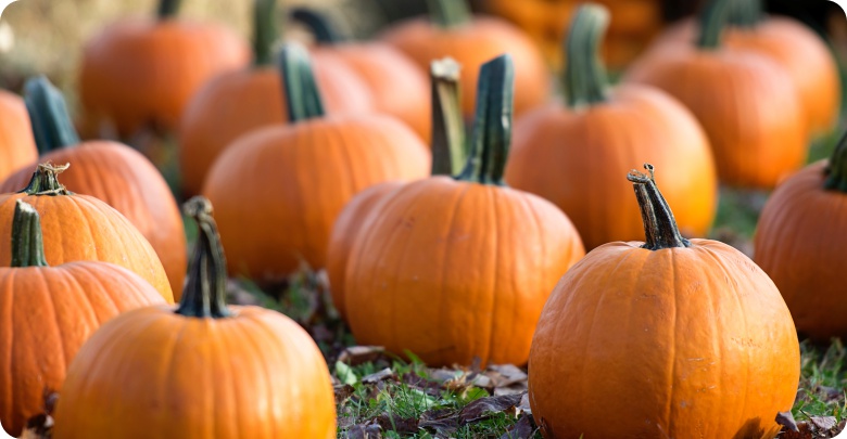 Dynia na kilka sposobów! Co zrobić z dyni? Właściwości i zastosowanie