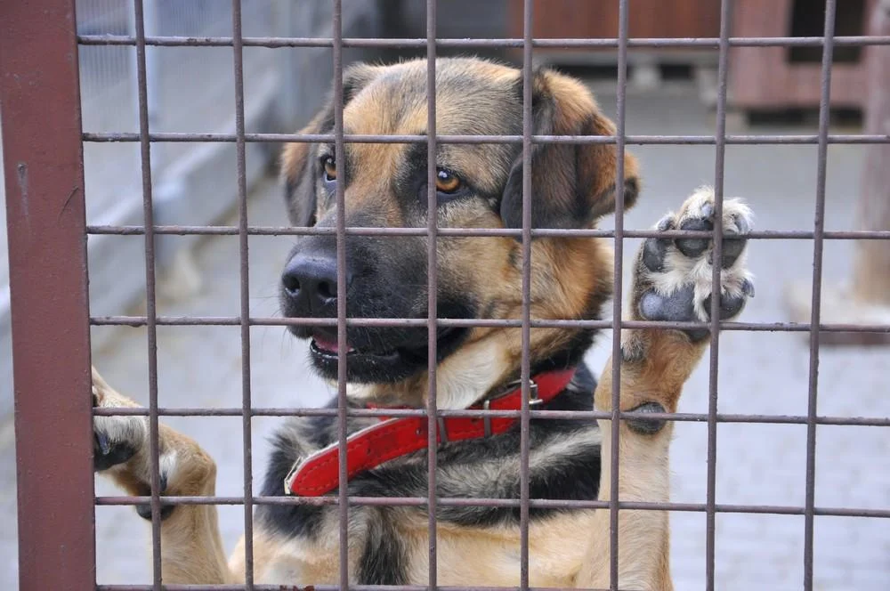Jak mają się zwierzęta w Rudzie Śląskiej? Wywiad z Beatą Drzymałą-Kubiniok