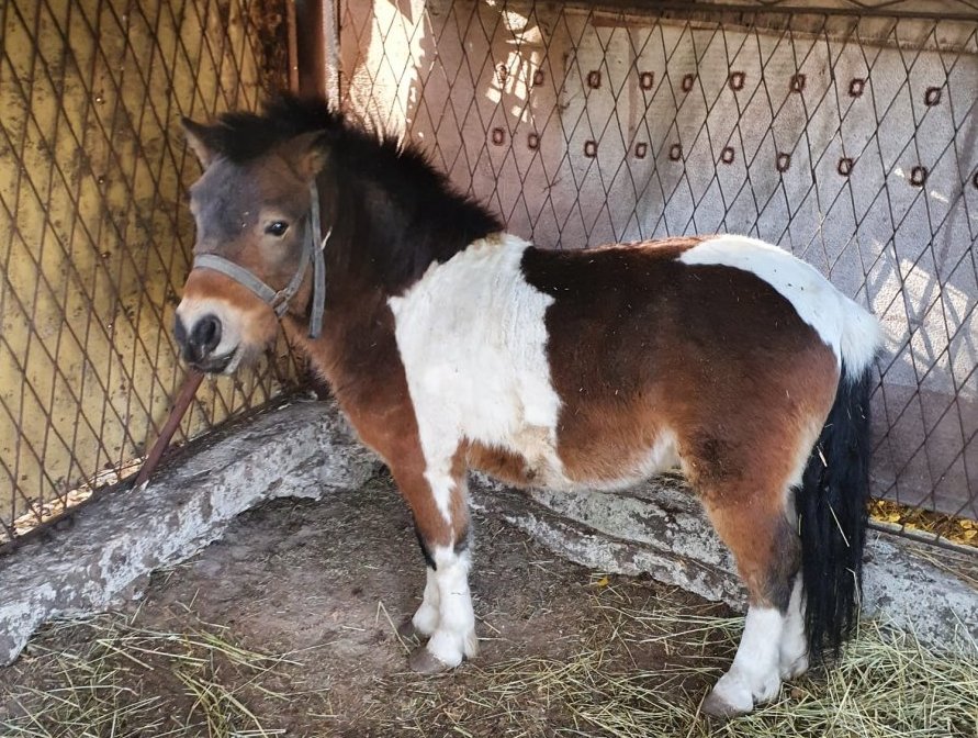 Policjanci z Bytomia znaleźli trzy skradzione kuce. Zatrzymano też pasera z Rudy Śląskiej