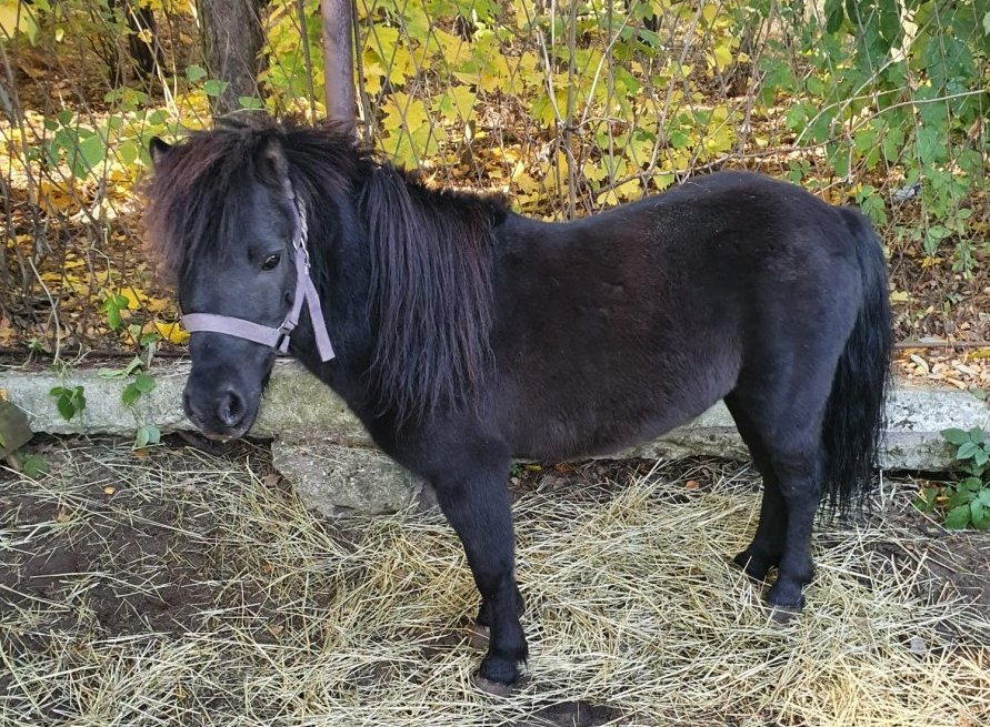 Policjanci z Bytomia znaleźli trzy skradzione kuce. Zatrzymano też pasera z Rudy Śląskiej