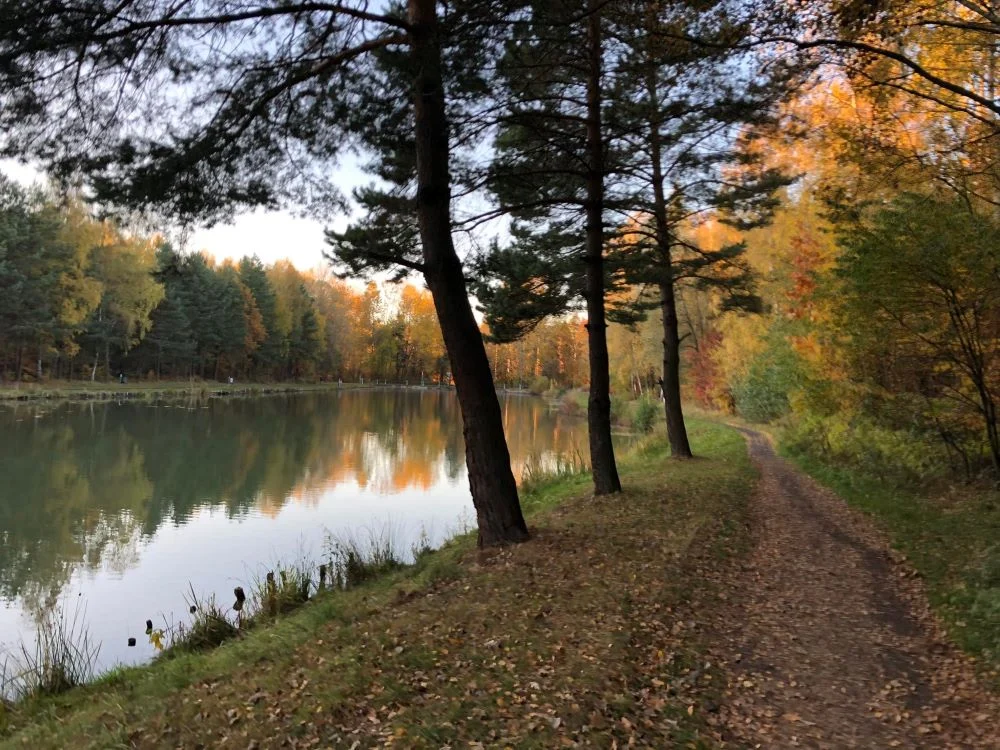 Halembski las – idealne miejsce na jesienny spacer! [ZDJĘCIA]