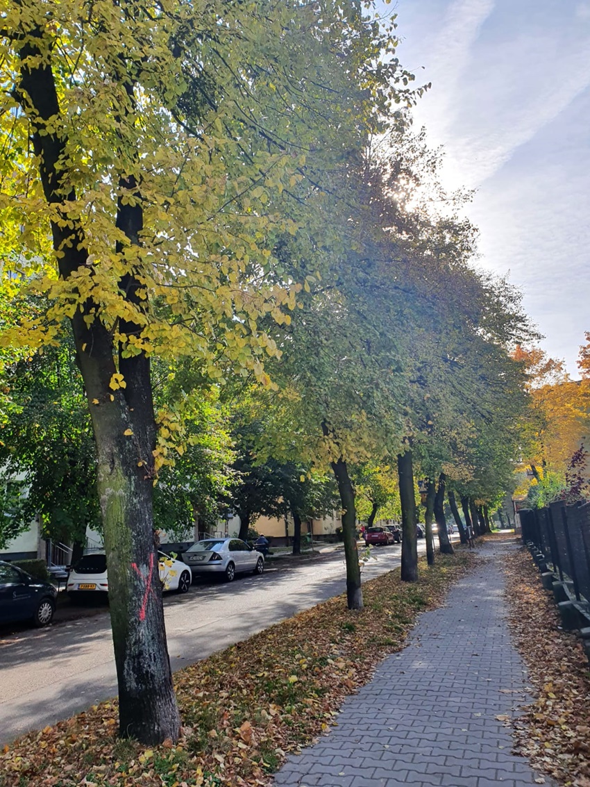 Nie będzie wycinki drzew na ulicy Tysiąclecia