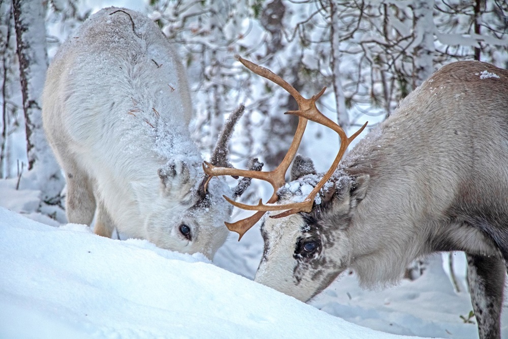 Duch arktycznego nomady - slajdowisko w rybnickim Żółtym Młynku