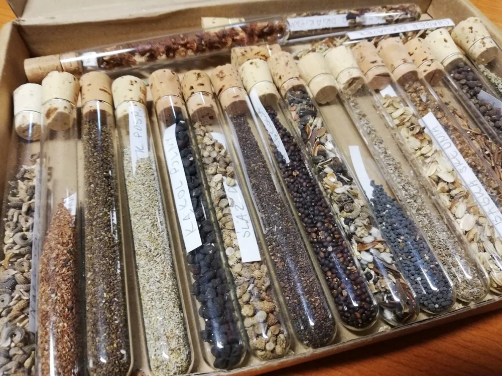 Kolejna łąka kwietna w Bytomiu