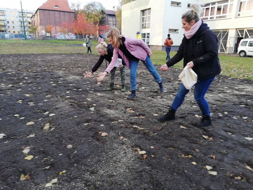 Kolejna łąka kwietna w Bytomiu