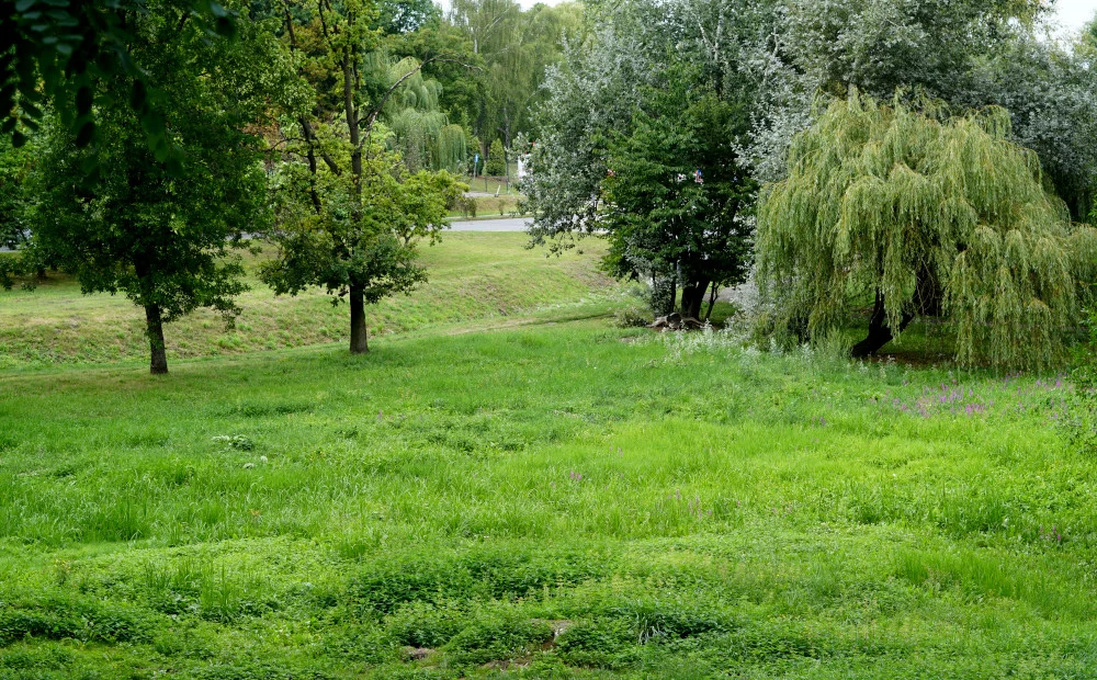 Park Musioła finalnie powstanie? Mieszkańcy Mikołowa zdecydują w głosowaniu BO