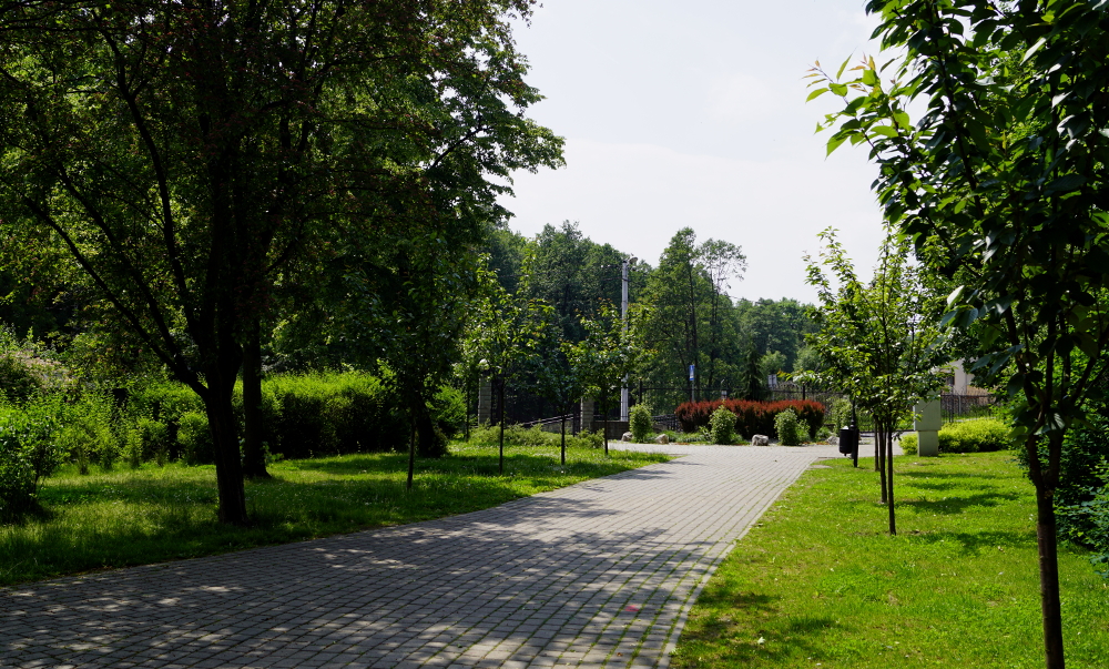 Miasto będzie sadzić drzewa tradycyjnymi metodami? Pojawił się apel do mieszkańców