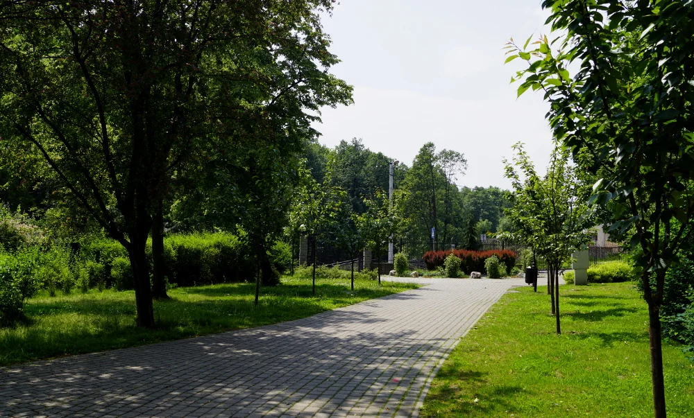 Miasto będzie sadzić drzewa tradycyjnymi metodami? Pojawił się apel do mieszkańców