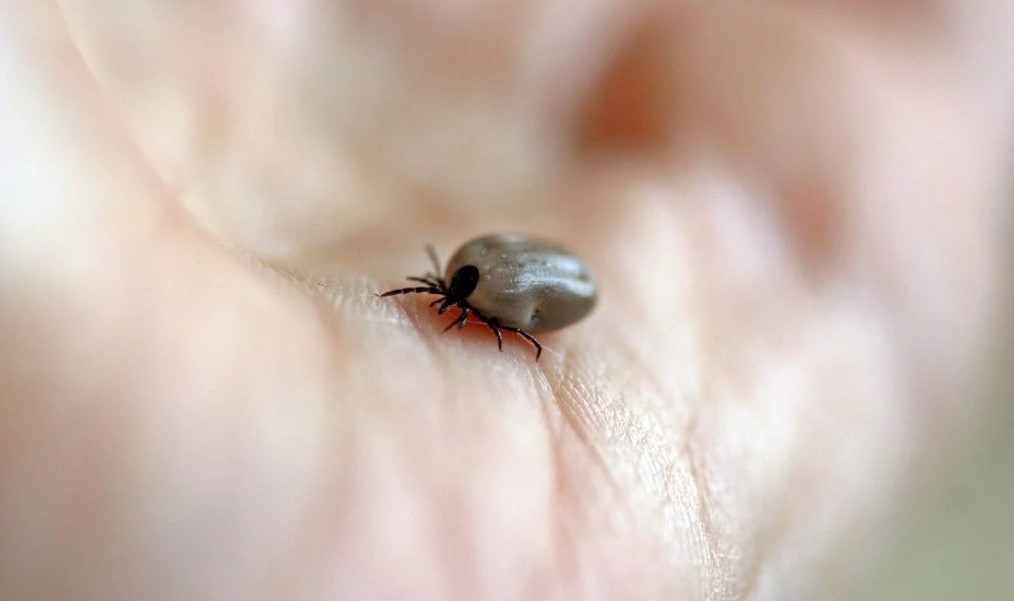 Rusz do walki z boreliozą! Zapisy na darmowe badania w Centrum Zdrowia od 6 października