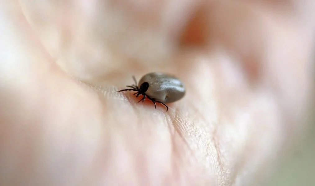 Rusz do walki z boreliozą! Zapisy na darmowe badania w Centrum Zdrowia od 6 października