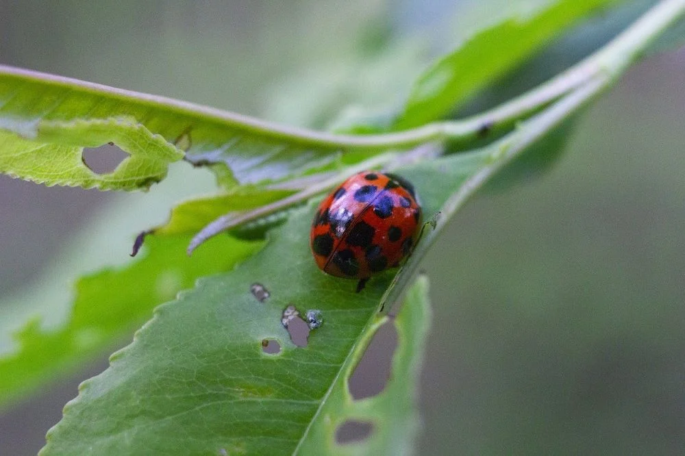 Plaga biedronek azjatyckich w domach na Śląsku! Czy są groźne?