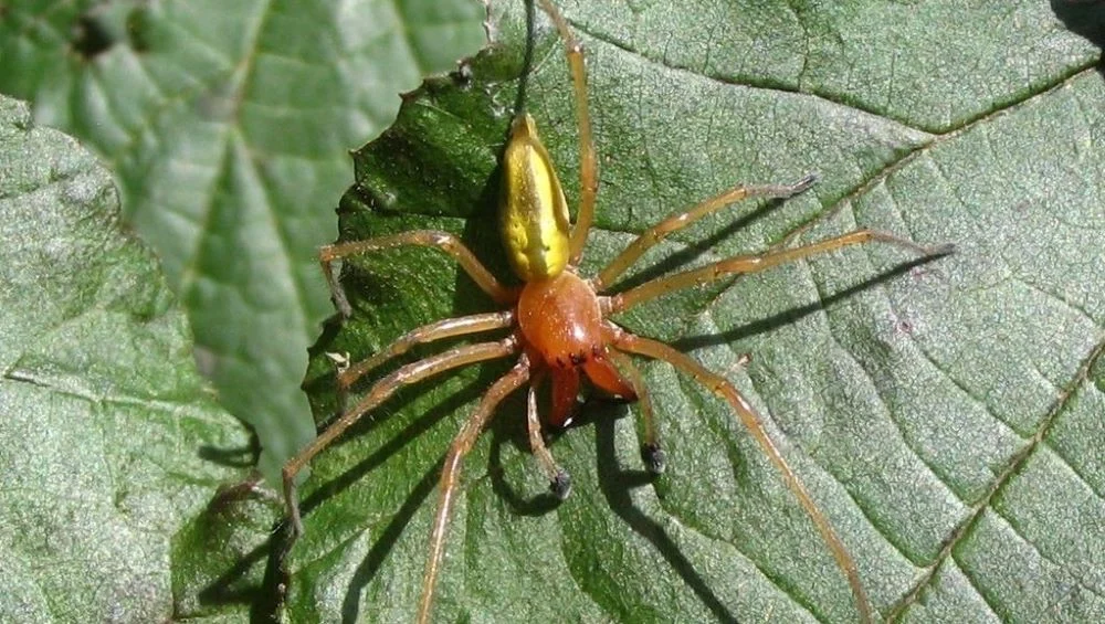 Jadowity pająk w Polsce! Czym objawia się jego ugryzienie?