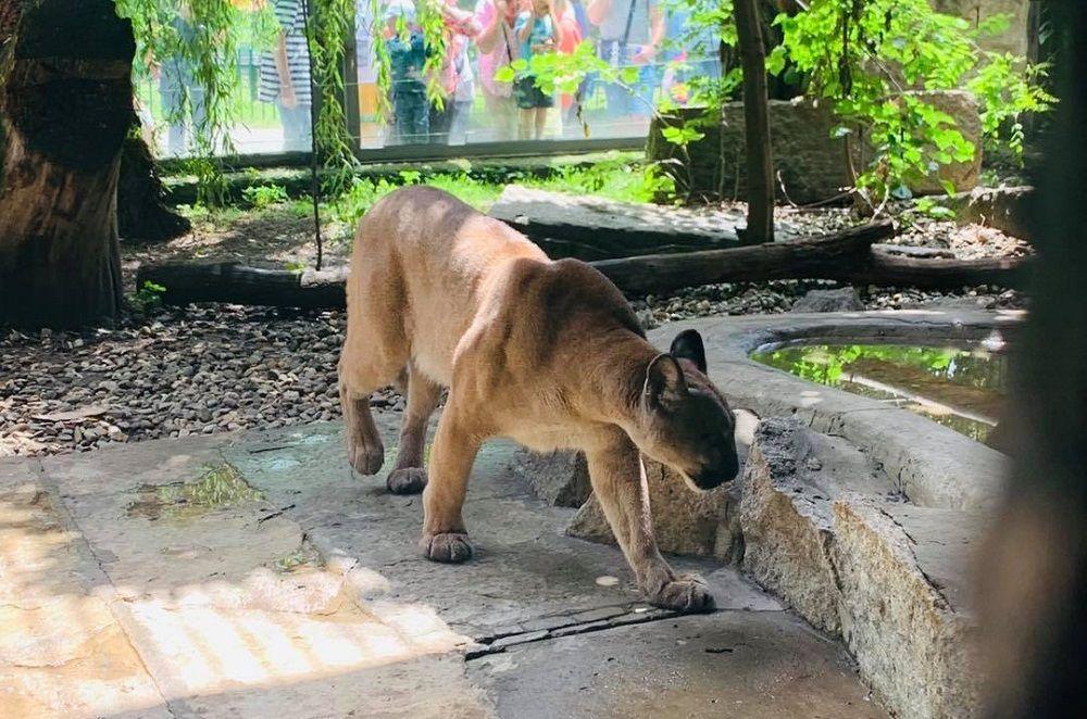 Puma Nubia: Prokuratura uznała, że zwierzę zostało odebrane właścicielowi zgodnie z prawem