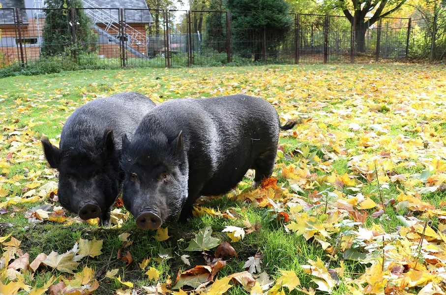 ZOO w Chorzowie: Mini ZOO zamknięte. Jego mieszkańców zobaczymy dopiero wiosną