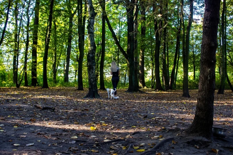 Wybieg dla psów nieczynny od 2 listopada do 4 grudnia