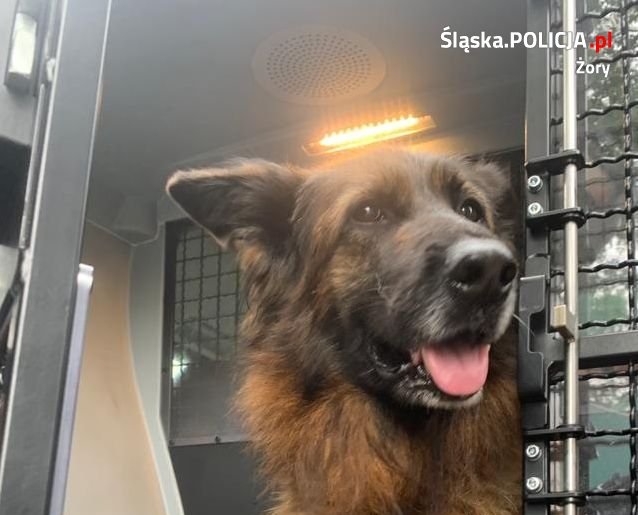 Pies błąkał się przy ulicy Orlej. Policjanci poszukują właściciela