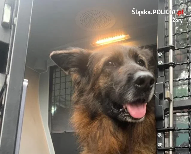 Pies błąkał się przy ulicy Orlej. Policjanci poszukują właściciela