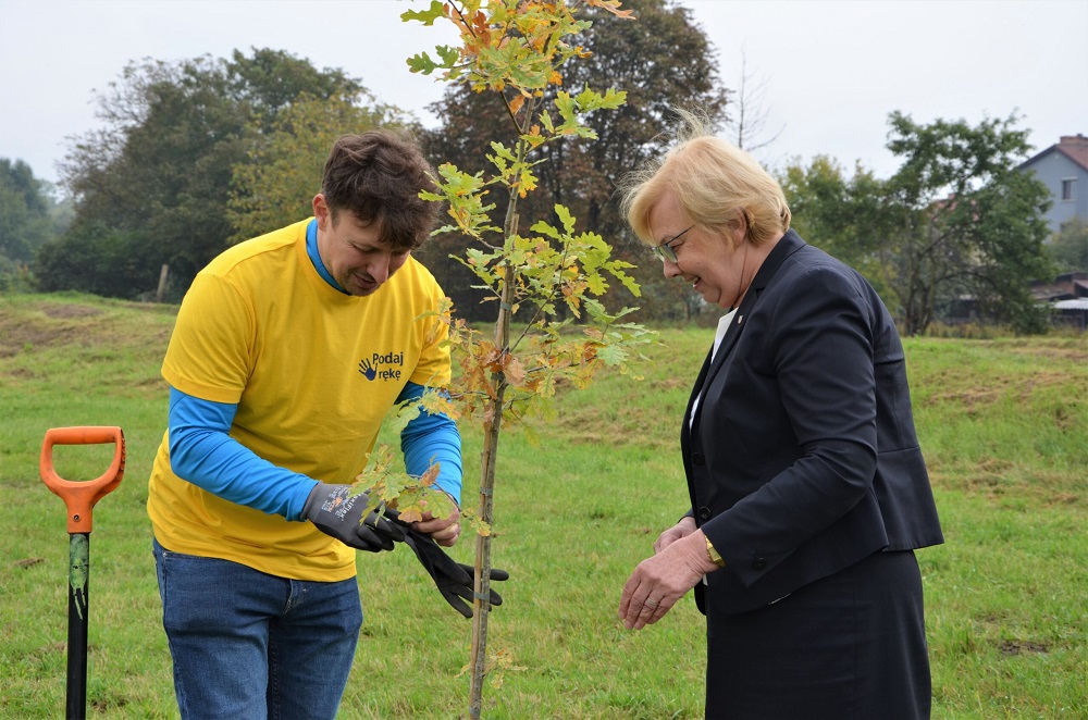 W Maciejowie zasadzono sto nowych dębów