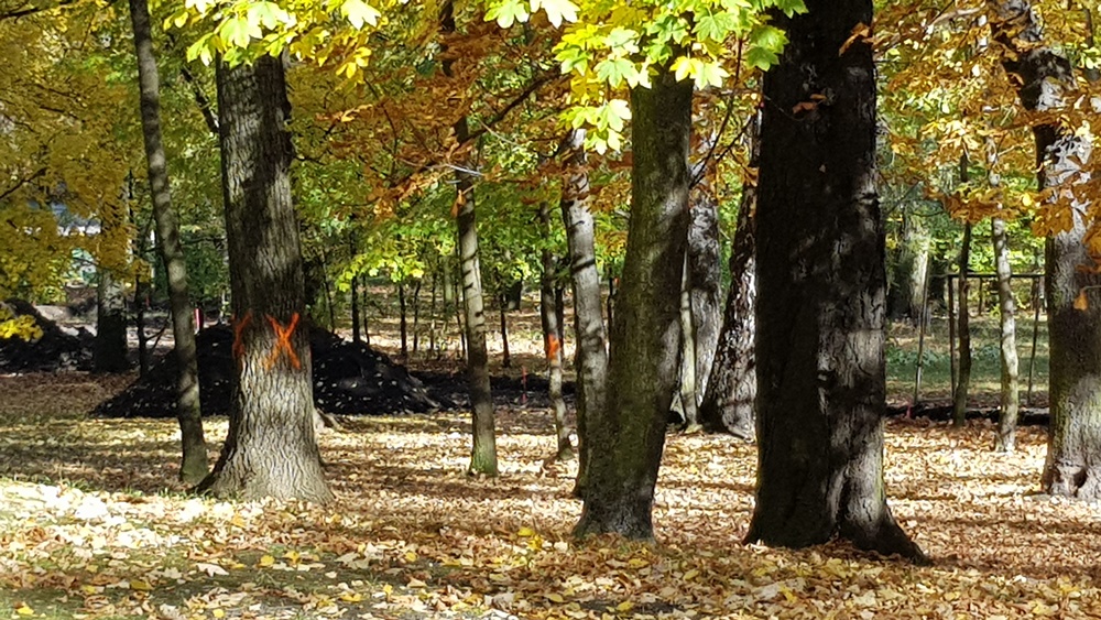 Wycinka drzew w Parku Dworskim 9