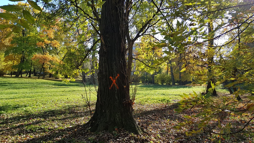 Wycinka drzew w Parku Dworskim 10