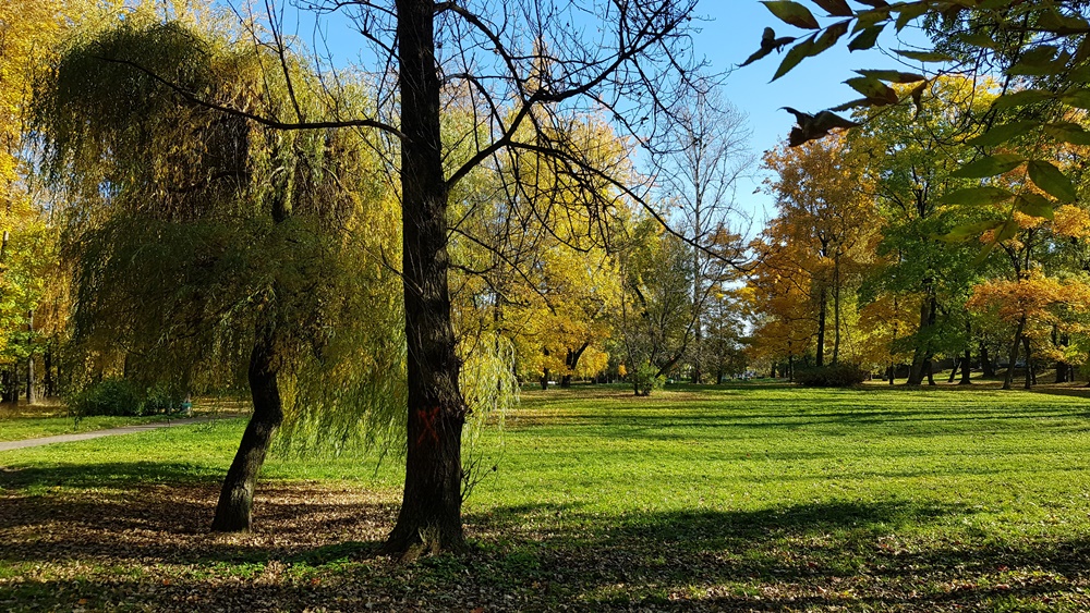 Wycinka drzew w Parku Dworskim 11