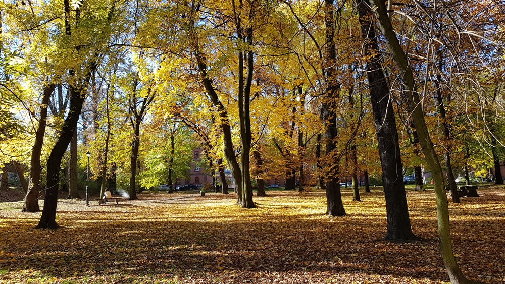 Wycinka drzew w Parku Dworskim 12