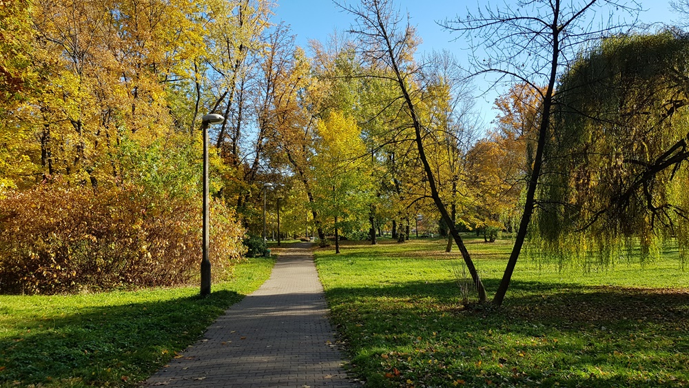 Wycinka drzew w Parku Dworskim 13