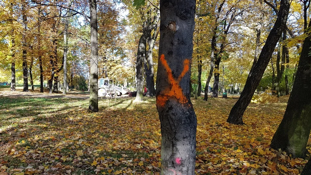 Ruda Śląska: Szykuje się wycinka drzew w Parku Dworskim w Nowym Bytomiu