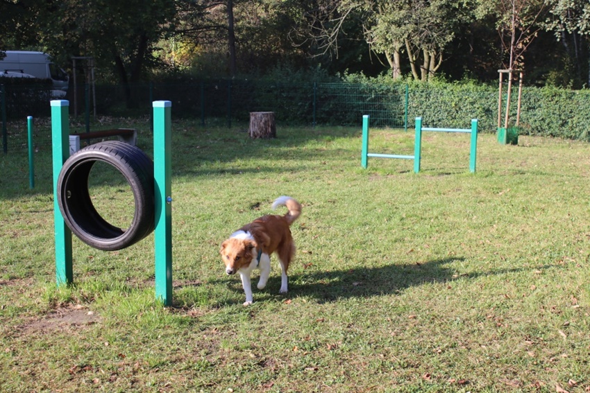 Powstał kolejny wybieg dla psów