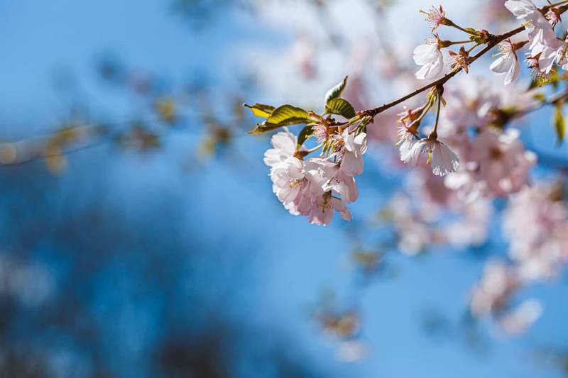 Akcja sadzenia drzew – tworzy się sad miejski