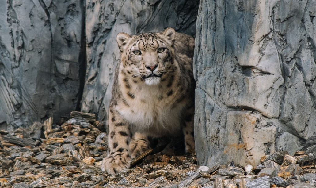 Nowe pantery śnieżne w Śląskim Ogrodzie Zoologicznym. ZOO wzięło udział w hodowli