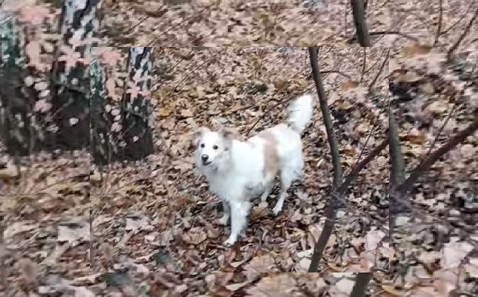 Chorzów: Ktoś przywiązał w lesie psa do drzewa. Porzucił go na pewną śmierć