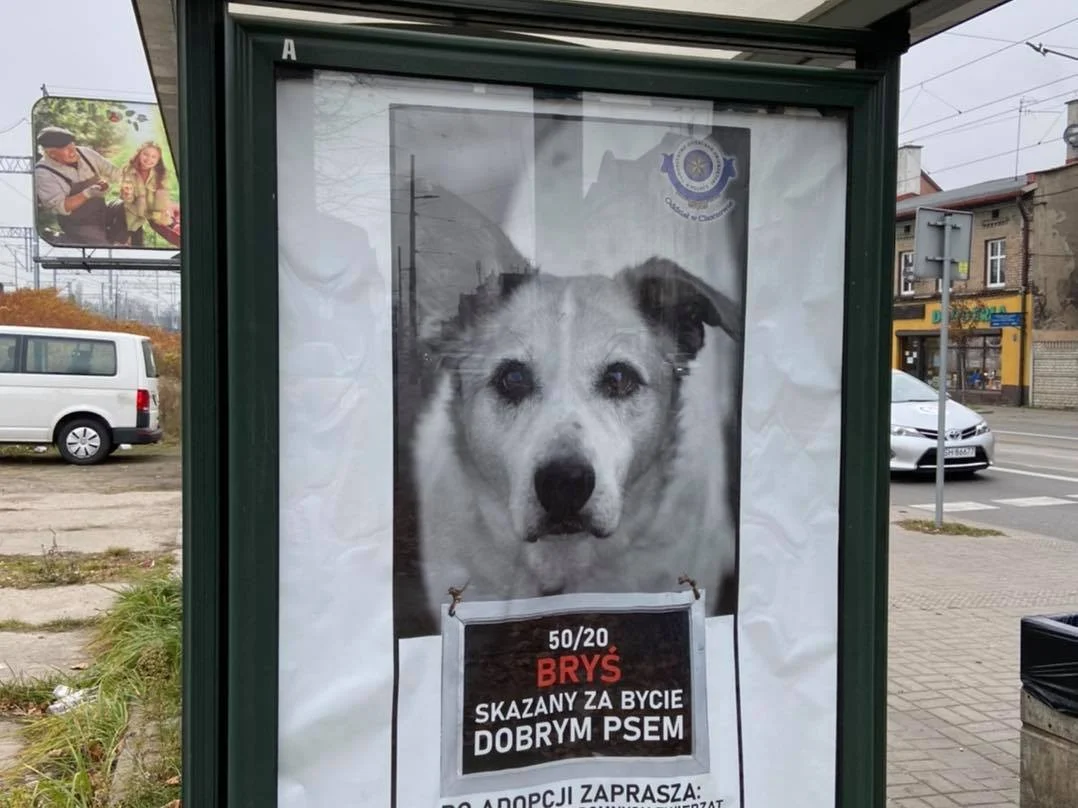 Skazany za bycie dobrym psem. Intrygujące plakaty umieszczone na przystankach