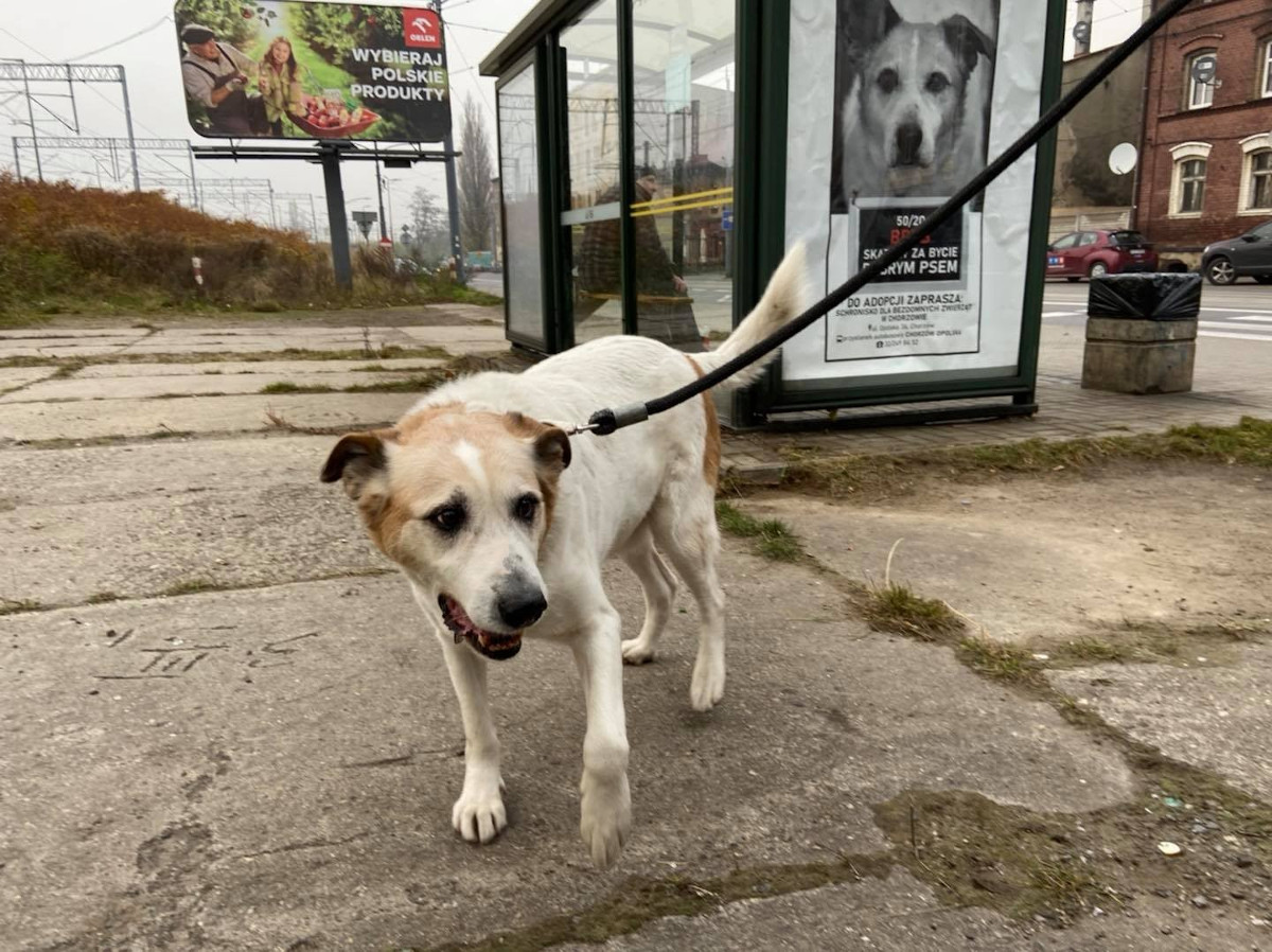 Skazany za bycie dobrym psem. Intrygujące plakaty umieszczone na przystankach