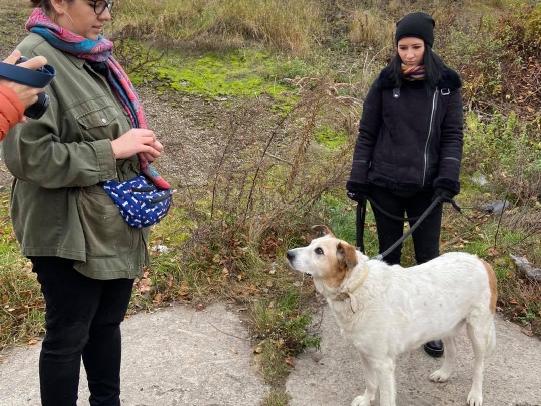 Skazany za bycie dobrym psem. Intrygujące plakaty umieszczone na przystankach