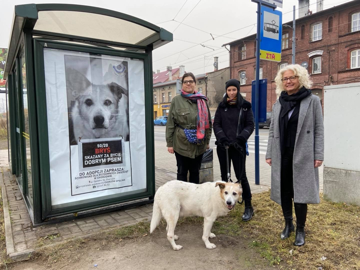 Skazany za bycie dobrym psem. Intrygujące plakaty umieszczone na przystankach
