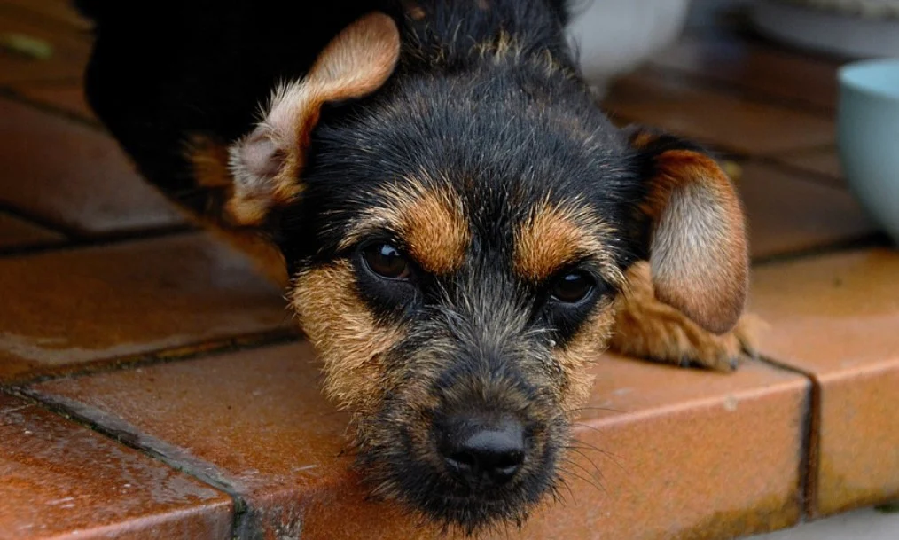Chorzowskie schronisko organizuje Mikołajkową Paradę Kundelków. Spacer już 5 grudnia