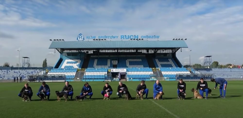 Za nami finał akcji Chorzowskie Psy 2021!