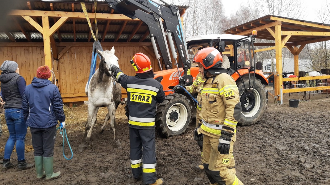Rudzcy strażacy pomogli choremu koniowi