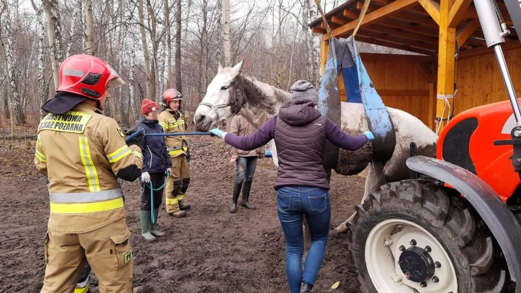 Rudzcy strażacy pomogli choremu koniowi