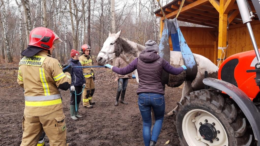Rudzcy strażacy pomogli choremu koniowi