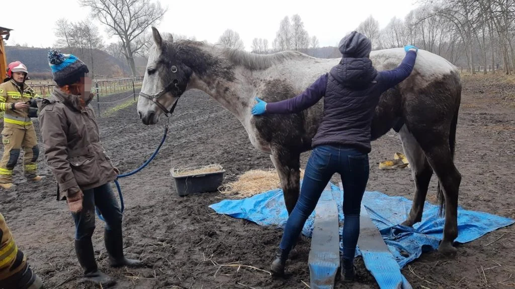 Rudzcy strażacy pomogli choremu koniowi
