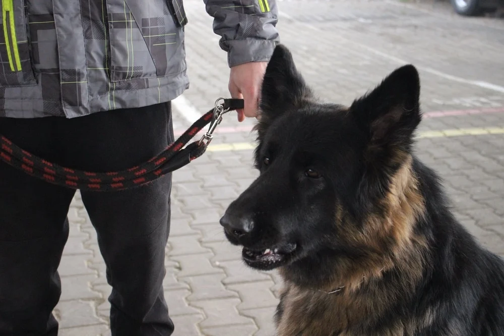 Charytatywna Wystawa Mikołajkowa Owczarków Niemieckich w Rudzie Śląskiej