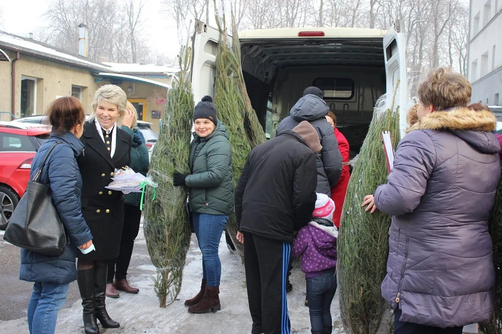 Senator Dorota Tobiszowska rozdawała w Rudzie Śląskiej zielone, świąteczne drzewka