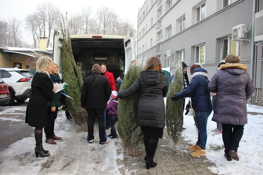 Senator Dorota Tobiszowska rozdawała w Rudzie Śląskiej zielone, świąteczne drzewka