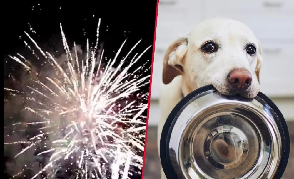 Zamiast fajerwerków, karma dla psiaków! Wyjątkowa akcja sylwestrowa